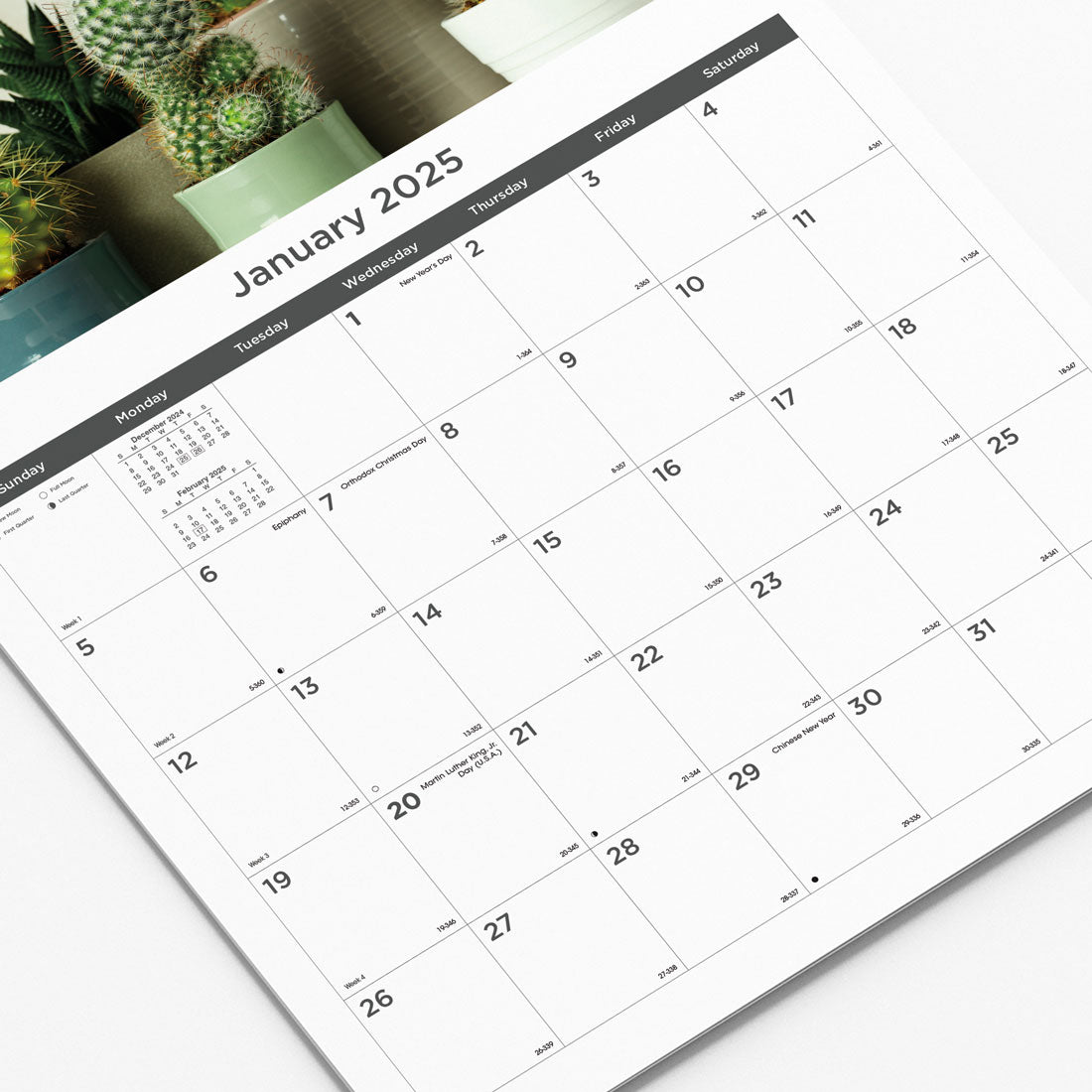 Succulent Plants Monthly Wall Calendar 2025 (C173121-25)