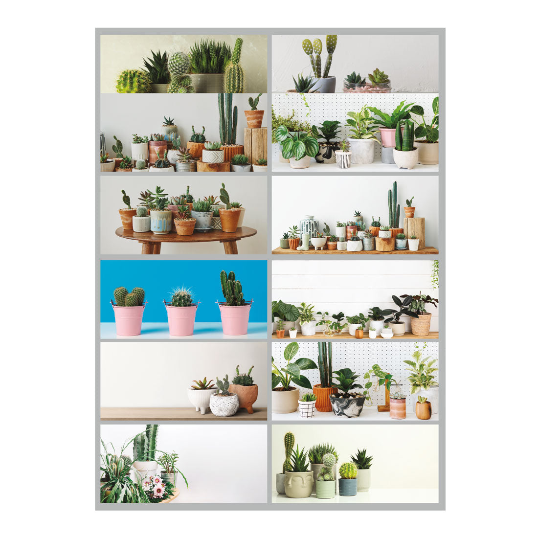 Succulent Plants Monthly Wall Calendar 2025 (C173121-25)