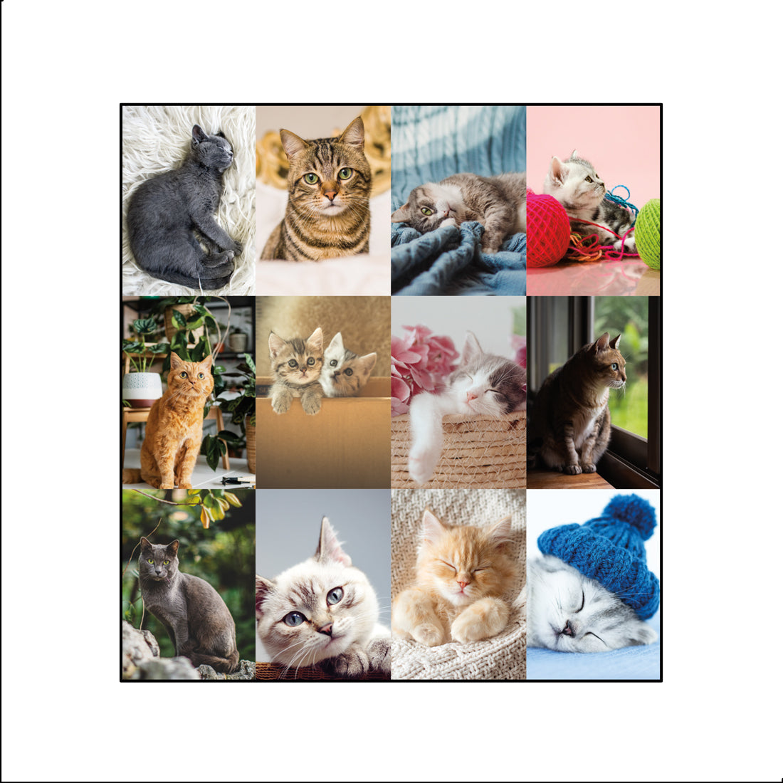 Furry Collection Monthly Desk Pad 2024